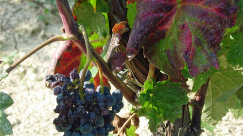 Regione Piemonte: Lotte obbligatorie - Flavescenza dorata